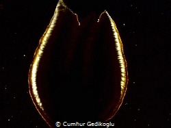 Gills of Felimare picta
Magic Tulip.Back lighted the gil... by Cumhur Gedikoglu 